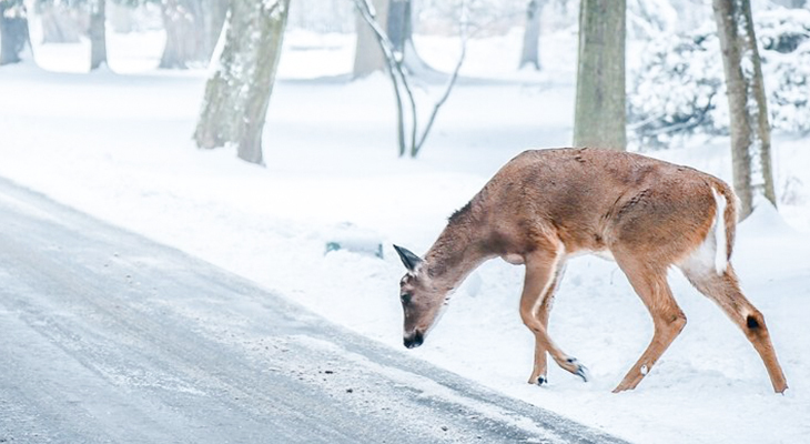 Safety Tips To Help Avoid Collisions With Wildlife